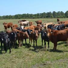 Fallv Herd Considerations
