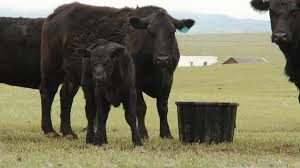 cattle minerals need