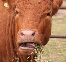 Roughage more importnat than you think
