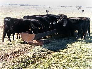 Are all your animals getting what you feed them?
