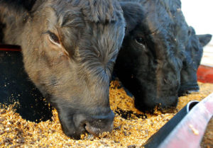 Why should I feed supplements this fall