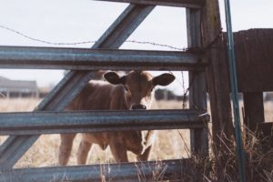 Managing Feed Costs