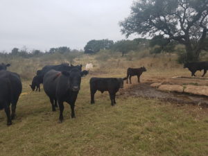 4 steps to balance a cattle ration