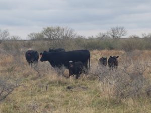 Developing the "perfect" mineral program