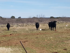 Keep an eye out for grass tetany