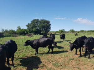 Properly managing cattle supplements