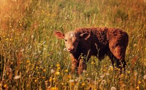 the calving nutrition article of your dreams