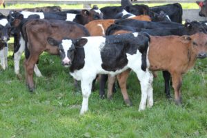creep feeding: is it worth it?