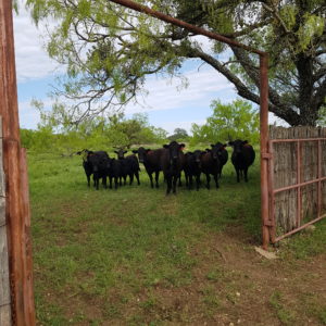 what mineral supplement is best for cattle?