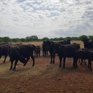 the insider's guide to cattle summer mineral