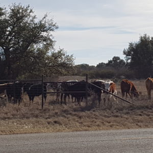 benefits of salt for cattle