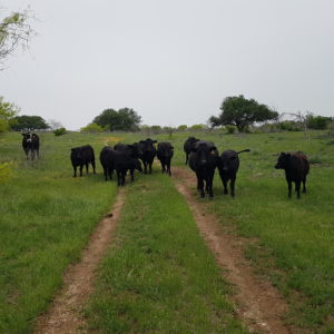 3 tips for summer cattle mineral