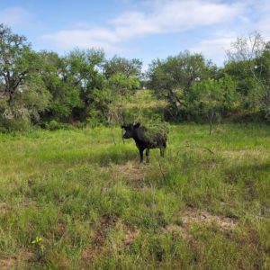 supplement strategies for drought