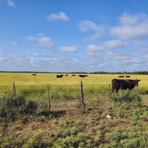 sulfur for cattle: what to know