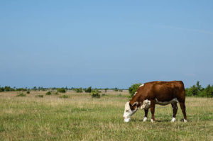 purpose of salt for cattle