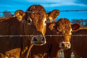 simple guidance for you in bull value