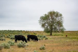 5 ways to reduce feed costs that will actually make your life better