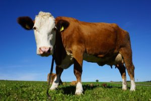 ultimate revelation of cattle pinkeye