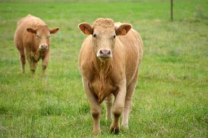 your helpful spring guide to replacement heifers