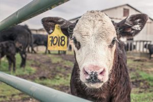 how to get the most out of your breeding season