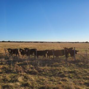 how to choose the fencing option that's best for you