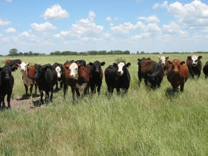 How to treat cattle pinkeye in 5 steps