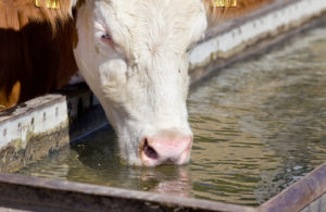 how to provide the right amount of water for your cattle