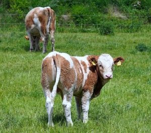 ways to deal with drought and high prices