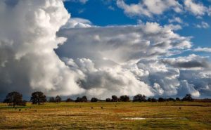 5 tips on how to handle drought affected pastures