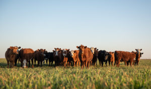 some simple ways to reduce your feed costs