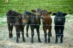 improve your production by avoiding these 3 common weaning problems