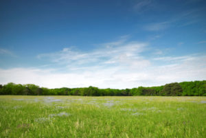 how to bring a pasture back from drought