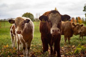 how to successfully manage early weaned calves