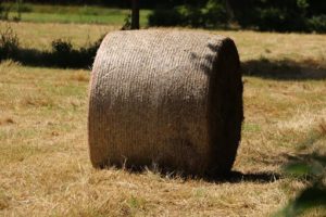 how to replace hay in a drought year