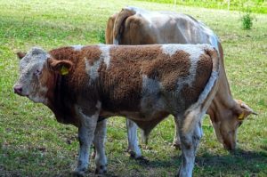 what to know about sulfur for cattle