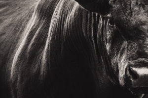 The ins and outs of keeping trichomoniasis out of your herd