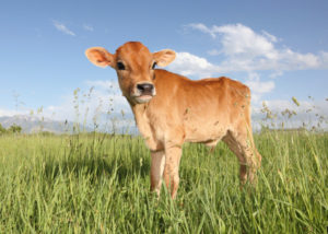 5 tips for calf weaning success