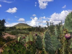 improve your pastures by controlling prickly pear