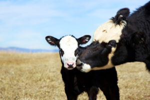 the importance of nutrition for fall calving
