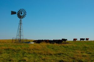 4 common fall health problems in your cow herd