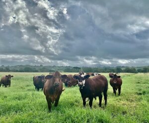 how to develop heifers for long-term profitability