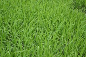 Using grazing management in the fall to improve forage production