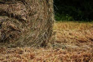 How much does that hay really cost you?