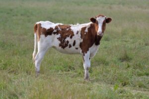 Simple guidance for you in heifer development