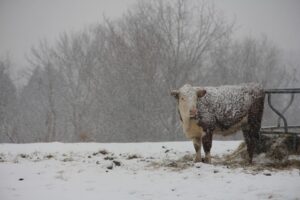 How to help keep your cattle healthy during winter