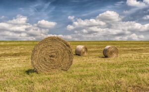 Will you have enough hay this winter?