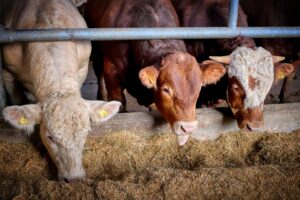 Yes, even you can build a cattle ration