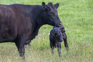 4 ways to picking a reputable breeder