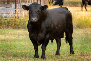 Importance of taking care of your bull in the offseason