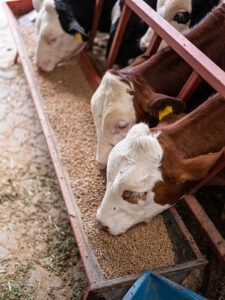 Tips on getting the most out of your free choice minerals this winter